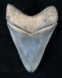 Venice Megalodon Tooth - Collector Quality #15882-2